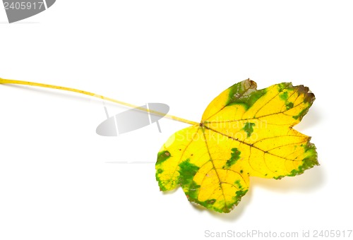 Image of Yellowed leaf 