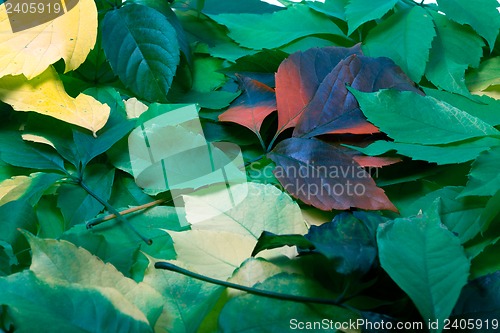 Image of Background of multicolor leaves