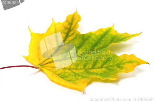 Image of Yellowed autumn maple leaf