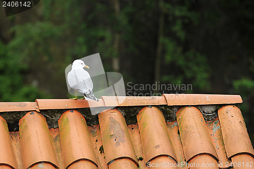 Image of Seagull