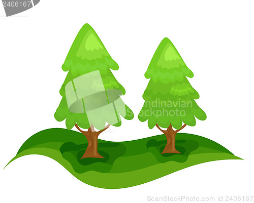 Image of Spruce trees