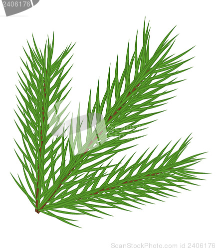 Image of Fir branch