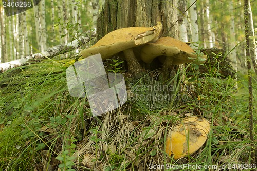 Image of mushrooms aspen.