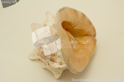 Image of sea shell.