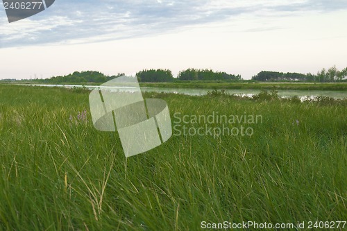Image of woodland scenery.