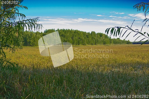 Image of woodland scenery.