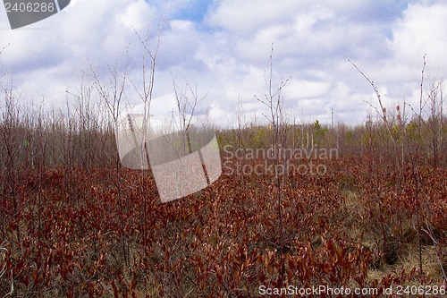 Image of swamp.
