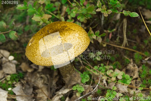 Image of mushrooms aspen.