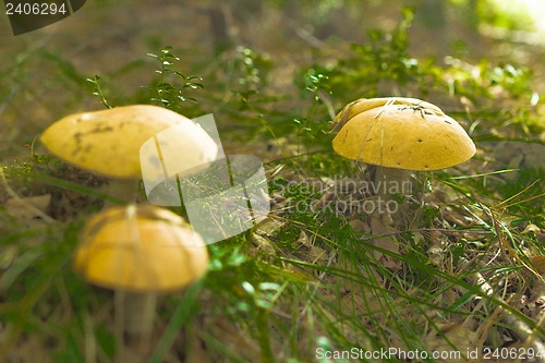 Image of mushrooms aspen.