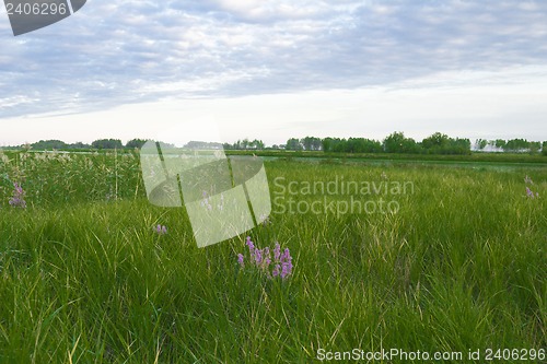 Image of woodland scenery.