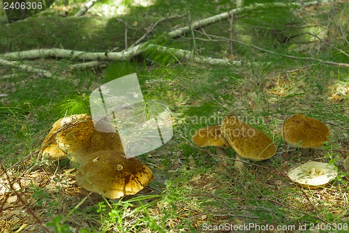 Image of mushrooms aspen.