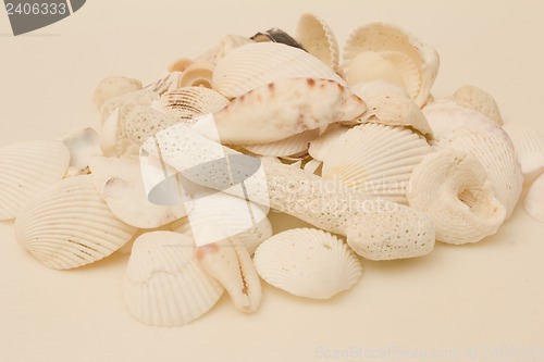 Image of Still life of shells