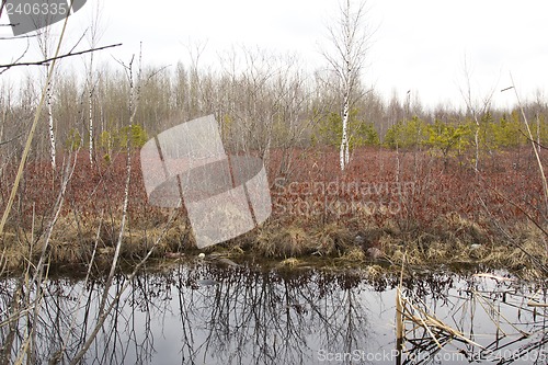 Image of swamp.