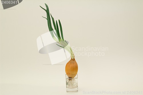 Image of Green onions on a white background. Isolated.