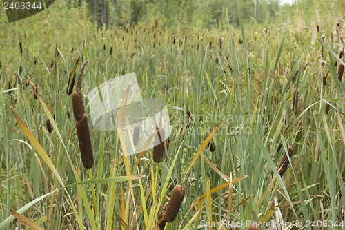 Image of Reeds and grass .