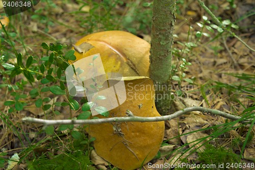 Image of mushrooms aspen.