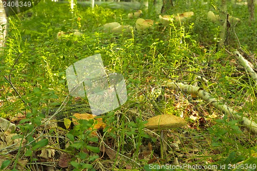 Image of mushrooms aspen.