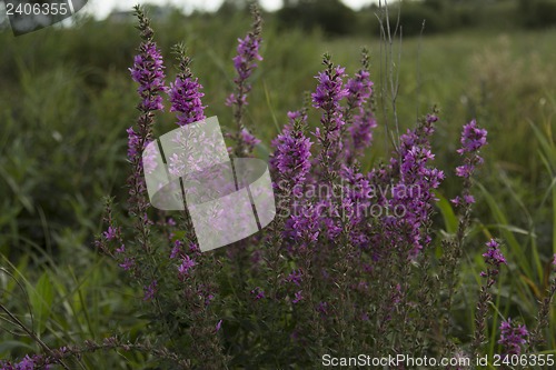 Image of Nature in Siberia.