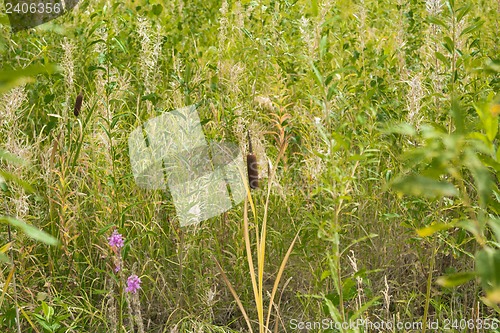 Image of Reeds and grass .