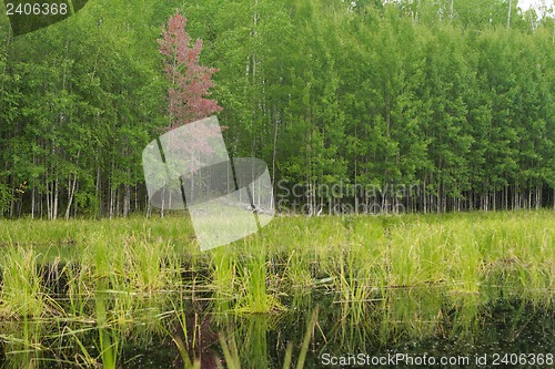 Image of woodland scenery.