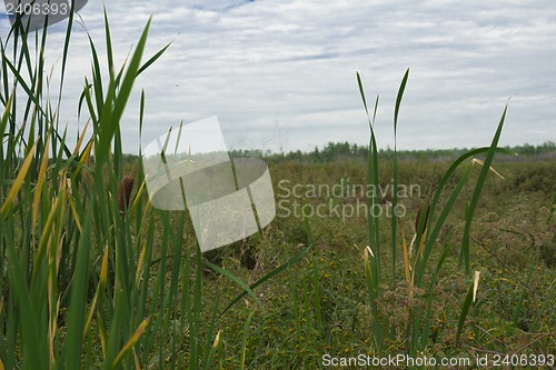 Image of Reeds and grass .