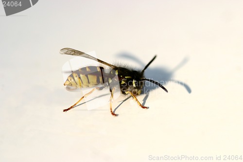 Image of wasp