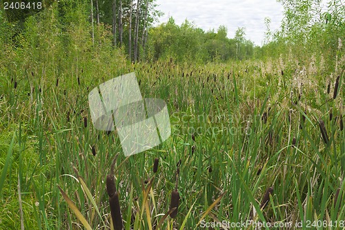 Image of Reeds and grass .