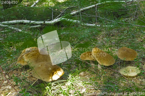 Image of mushrooms aspen.