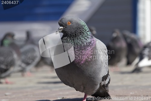 Image of – pigeon