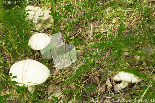 Image of mushrooms aspen.