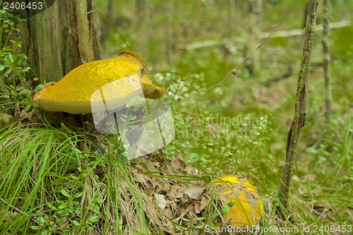 Image of mushrooms aspen.