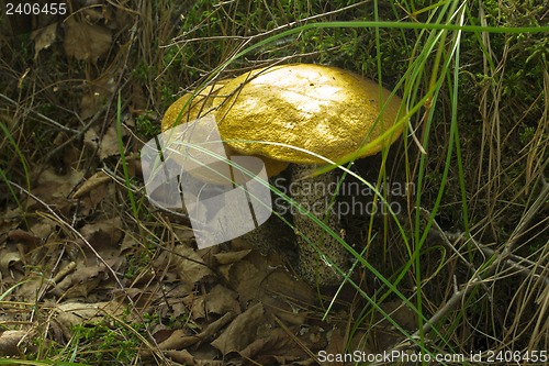 Image of mushrooms aspen.