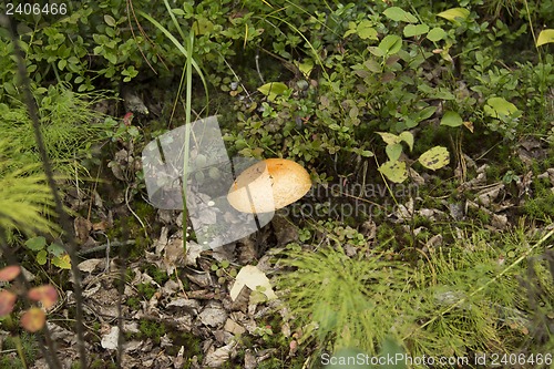 Image of mushrooms aspen.