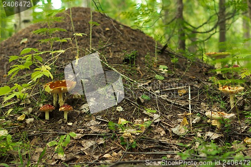 Image of Anthill in forest .