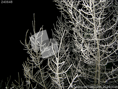 Image of the snow-covered tree