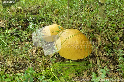 Image of mushrooms aspen.