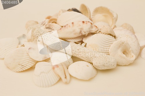 Image of Still life of shells