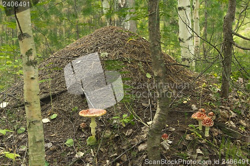 Image of Anthill in forest .