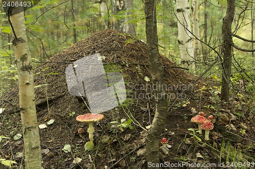 Image of Anthill in forest .