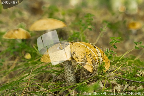 Image of mushrooms aspen.