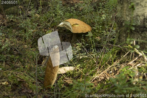 Image of mushrooms aspen.