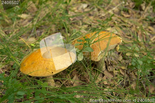 Image of mushrooms aspen.