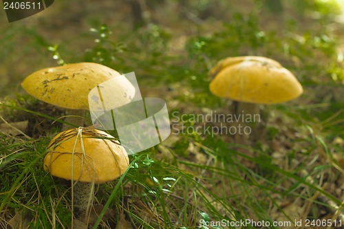 Image of mushrooms aspen.