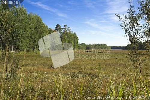 Image of woodland scenery.