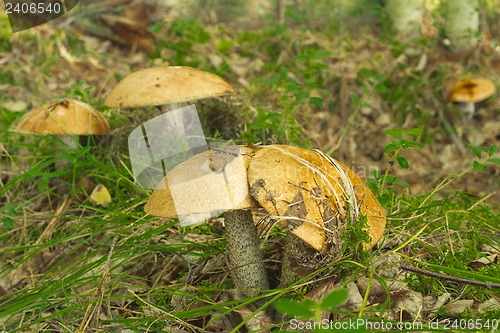 Image of mushrooms aspen.