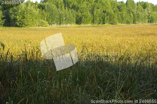 Image of woodland scenery.