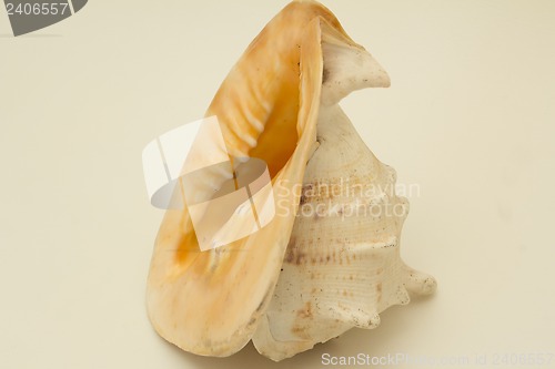 Image of sea shell.