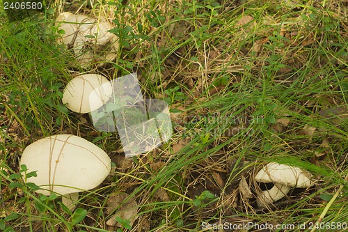 Image of mushrooms aspen.