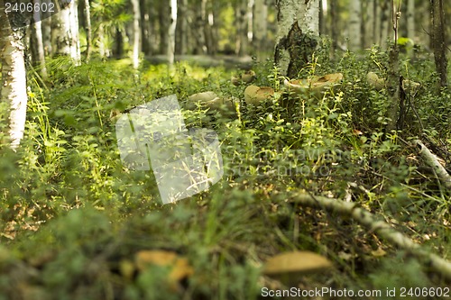 Image of mushrooms aspen.