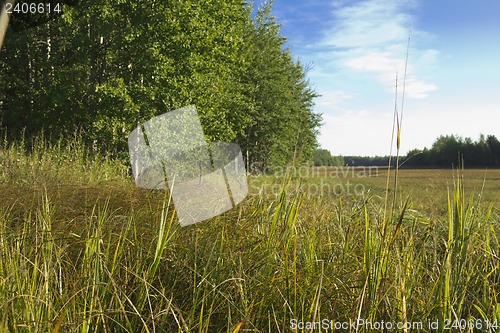 Image of woodland scenery.